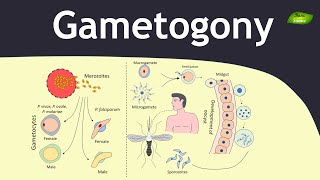 Gametogony in Plasmodium  Malaria  Parasitology  Basic Science Series [upl. by Veriee20]