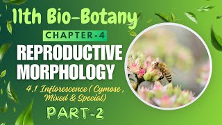 11th BioBotany  chapter4 Reproductive morphology  41 Inflorescence Part2 Philomathbiology [upl. by Karsten]