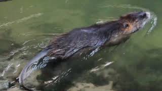 The Coypu Nutria Rat Part 2 [upl. by Trinia33]