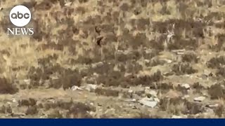 ‘Bigfoot’ sighting in Colorado  WNN [upl. by Anirtik483]