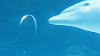 Delfines  Anillos de Aire  Interesante Video [upl. by Atelokin]