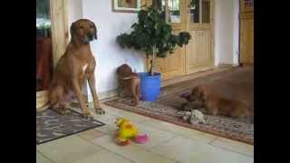 Unsere Löwenhundfamilie in Rekkas Holzhütte Rhodesian Ridgeback VDHFCI [upl. by Ramedlav]