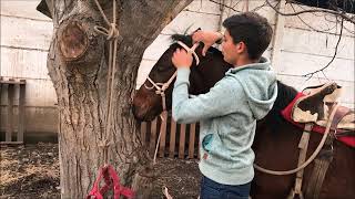 Como ensillar un caballo [upl. by Annet]