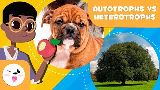 AUTOTROPHIC AND HETEROTROPHIC Organisms  In what are they different  Science for Kids [upl. by Shutz]