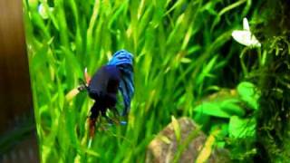 My Betta Splendens in Nano Cube 30 [upl. by Waneta]