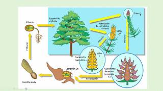 Reino Plantae Angiospermas y Gimnoesperma [upl. by Ginevra]