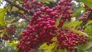 टिमरू  टिमूर  timru  tephal  zanthoxylum armatum  Sichuan pepper  medicinal plant  timur [upl. by Zeba812]