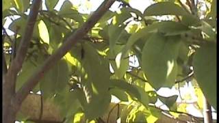 Cherimoya Hand Pollination Part 2 [upl. by Krilov637]