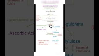 URONIC ACID PATHWAY [upl. by Genesia]