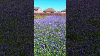 The Bluebonnets of Austin Texas Short  Northeast Suburbs [upl. by Yentnuoc]