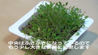 グロッソスティグマの水上栽培（植え替え）／Emersed Aquatic Plants Replanting Aquatic Plants [upl. by Asirb822]