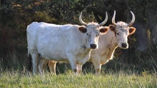 Chillingham Cattle  Everything You Need To Know [upl. by Porett]