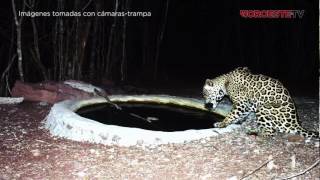 Amor a la tierra  Preservación del jaguar en la Meseta de Cacaxtla [upl. by Nere]