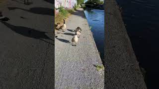 Geese Hiss at Man Walking Along Canal [upl. by Nivej655]