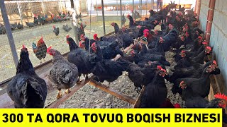 8 YILLIK TAJRIBA 550 OYIGA FOYDA QORA TOVUQ BOQISH BIZNESI [upl. by Berners]