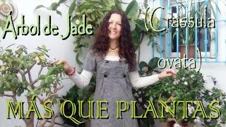 MÁS QUE PLANTAS Árbol de Jade Crassula ovata [upl. by Ecydnac461]