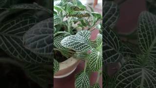 Fittonia verschaffeltii shorts FittoniaVerschaffeltii garden [upl. by Larkins870]