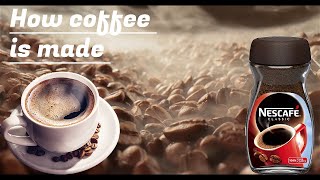 How Nescafe Coffee Is Made in the factory  Coffee Bean Harvesting Process [upl. by Griseldis]