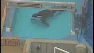 Killer Whale Kills SeaWorld Trainer [upl. by Leimad]