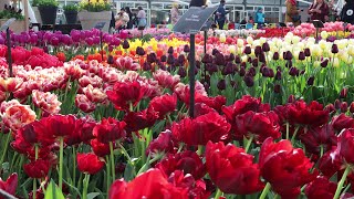 Keukenhof garden 2023  Spring color  4k [upl. by Avron]