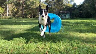 Smooth Coat Border Collie  Short Haired Border Collie  Border Collie  Lota Dog Park [upl. by Lerret]