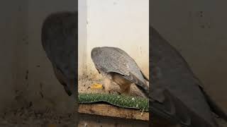 Female falcon in heat She is French Kiss a Red naped shaheen female falconry birds falcon [upl. by Durante]