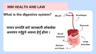 Anatomy And Physiology Digestive System स्वास्थ्य लोकसेवा अति उपयोगी MM Health and Law [upl. by Adirehs]