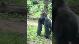 Silverback Gorilla brothers interacting [upl. by Johns54]