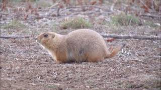 Adorable BlackTailed Prairie Dog in Boulder Colorado [upl. by Cleland719]