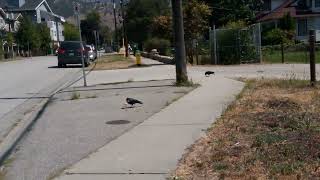 Penticton BC August 7 2024 2 Crows chipping away at peanuts [upl. by Luebke]