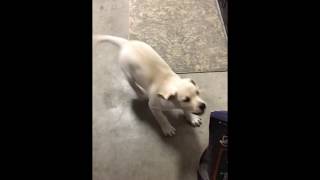 Excited Labrador puppy shows owner where the food is [upl. by Acisseg]