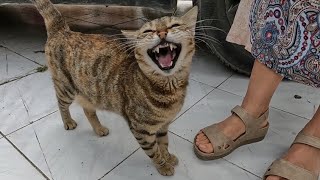 Cute tabby cat with an interesting meow was very hungry [upl. by Irt]