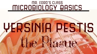 Yersinia pestis  The Plague  Microbiology Lectures [upl. by Edelson]