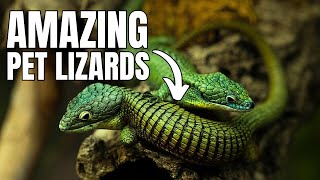 Abronia Lizards  Your Next Pet Lizard [upl. by Winn]