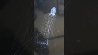 Hydroid Bioluminescence  Telonicher Marine Lab sciencefacts animal biology [upl. by Longawa]