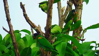 Pionopsitta haematotis Brownhooded Parrot Mitu Vaupes Mitu Birding White sand forest [upl. by Aivata]