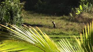 Madagascar Tourisme Ile Sainte Marie [upl. by Dinah362]