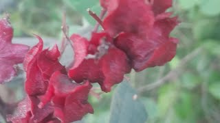 Clerodendrum trichotomum Thunb Closeup View [upl. by Arabela]