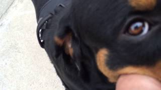 Under socialized Rottweiler 8 months old [upl. by Isolt]