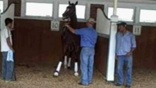 Rachel Alexandra Schools in the Monmouth Park Paddock [upl. by Noonberg]