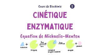 Cinétique enzymatique  Equation Michaelis Menten [upl. by Anoif]