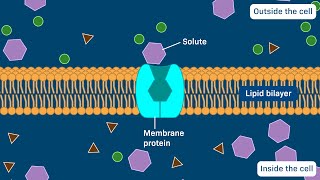 Carrier proteins Uniporters Symporters and Antiporters [upl. by Herson]