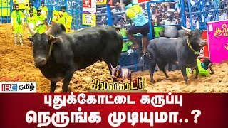 புதுக்கோட்டை கருப்பு நெருங்க முடியுமா  Pudhukottai Karuppu  Palamedu Jallikattu  IBC Tamil [upl. by Jun809]