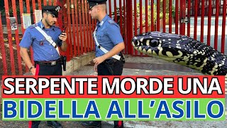 PAURA ALLASILO UN SERPENTE MORDE UNA BIDELLA DURANTE UN TENTATIVO DI CATTURA [upl. by Butta]