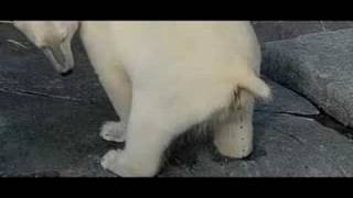 Knut the polar bear takes a dump slow motion [upl. by Mafala428]