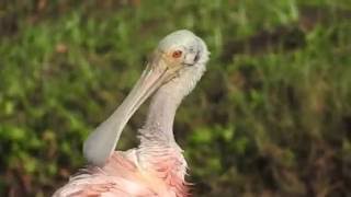 Roseate Spoonbills calling and preening [upl. by Karlen]