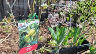 Tour of my young fruit trees and Armandii Apple blossom Clematis [upl. by Colan]