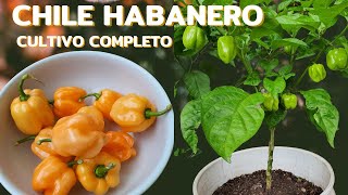 Cómo cultivar chile habanero en casacosecha abundante [upl. by Ratna752]