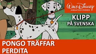 Pongo träffar Perdita  Pongo och de 101 dalmatinerna  Disneyklassiker Sverige [upl. by Sabba724]