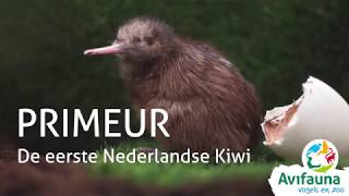 Primeur in Avifauna eerste kiwi uit het ei [upl. by El]